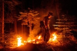 A firefighter uses a drip torch to ignite vegetation while trying to stop the Dixie Fire from spreading in Lassen National Forest, Calif., July 26, 2021.