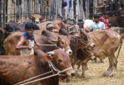 Sapi yang diperdagangkan di pasar sapi Gabtoli menjelang Idul Adha di Dhaka, Bangladesh, Jumat, 16 Juli 2021. (AP)