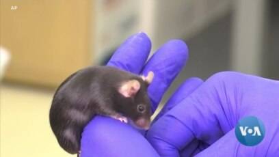 'Mighty Mice' Possible Key to Maintaining Muscle Mass