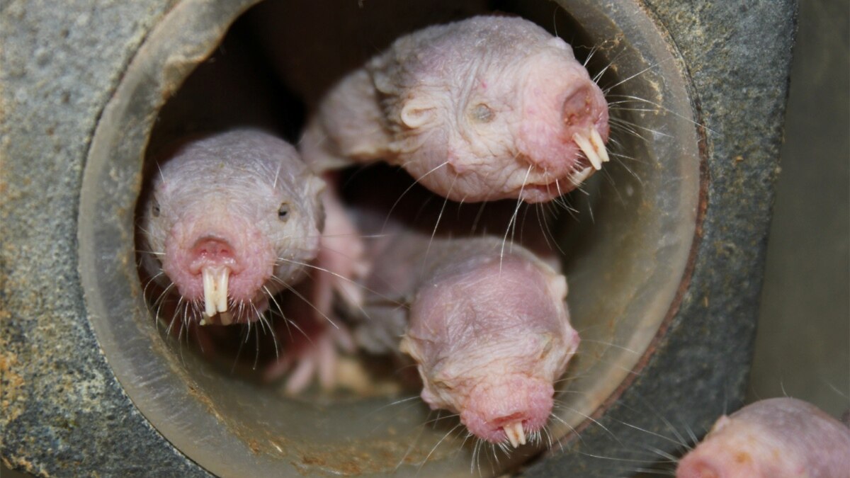 Wily Bald Underground Critter Uses Plantlike Survival Strategy