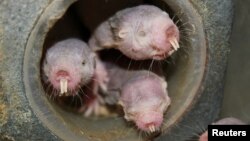 Four naked mole-rats are seen in a University of Illinois at Chicago laboratory in an undated photo released April 20, 2017. (Courtesy of Thomas Park/UIC)