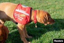 A dog from Medical Detection Dogs, is seen in Milton Keynes, Britain, Oct. 22, 2018. The charity sees the possibility that dogs could sniff out other infectious diseases.