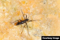 Wingless adult male of the midge Belgica antarctica (Credit: Richard E. Lee, Jr.)