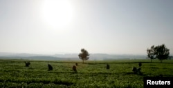 FILE - Workers pick tea at a plantation outside Kericho, Feb. 6, 2008.