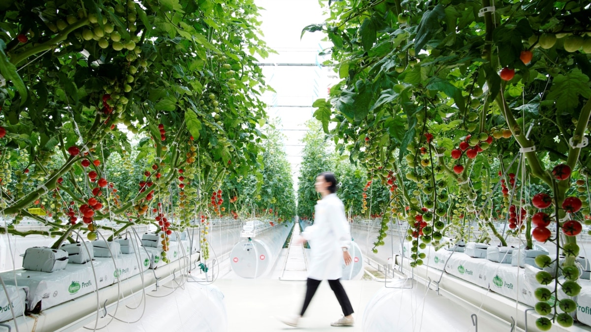 Pandemi Picu Maraknya Pertanian Berteknologi Tinggi Di China
