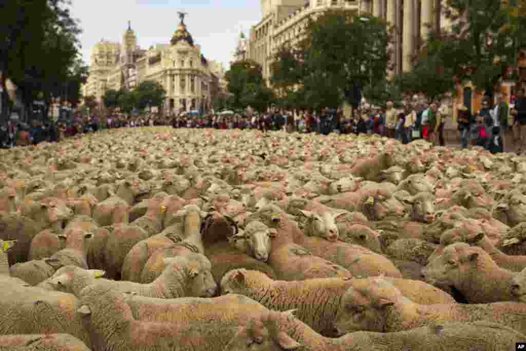 Shepherds lead their sheep through the center of Madrid, Spain. Shepherds guided a flock of 2,000 sheep through Madrid’s streets in defense of ancient grazing, droving and migration rights increasingly threatened by urban sprawl and modern agricultural practices.