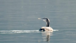 Na Dunavu kod Banoštora primećena je nova vrsta ptice za Srbiju, Foto: Društvo za zaštitu i proučavanje ptica Srbije