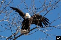 A bald eagle lands in a tree in in Des Moines, Iowa, February 6, 2020. (AP Photo/Charlie Neibergall)