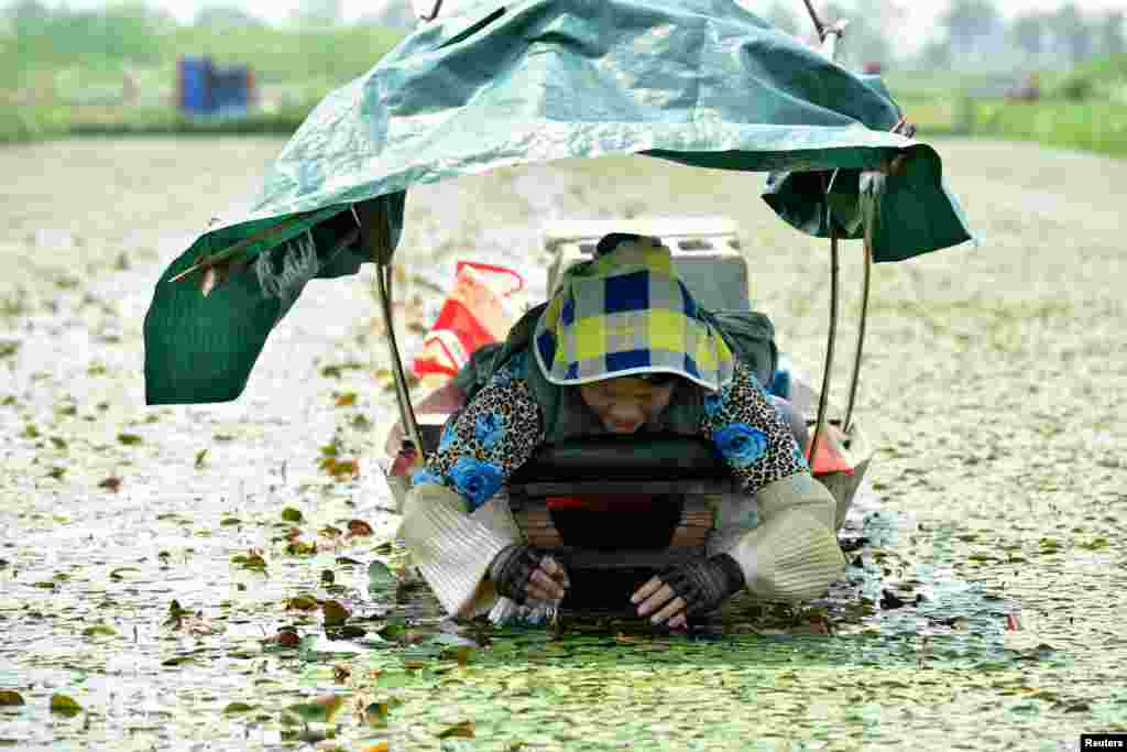 A villager on a home-made boat collects water shield in Hangzhou, Zhejiang province, China, April 28, 2018.