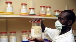 A breeder checks on the health status of conserved maize germplasm in Ibadan, Nigeria.