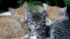 وزارت کشاورزی آمریکا آزمایش مرگبار بر روی گربه‌ها را متوقف کرد