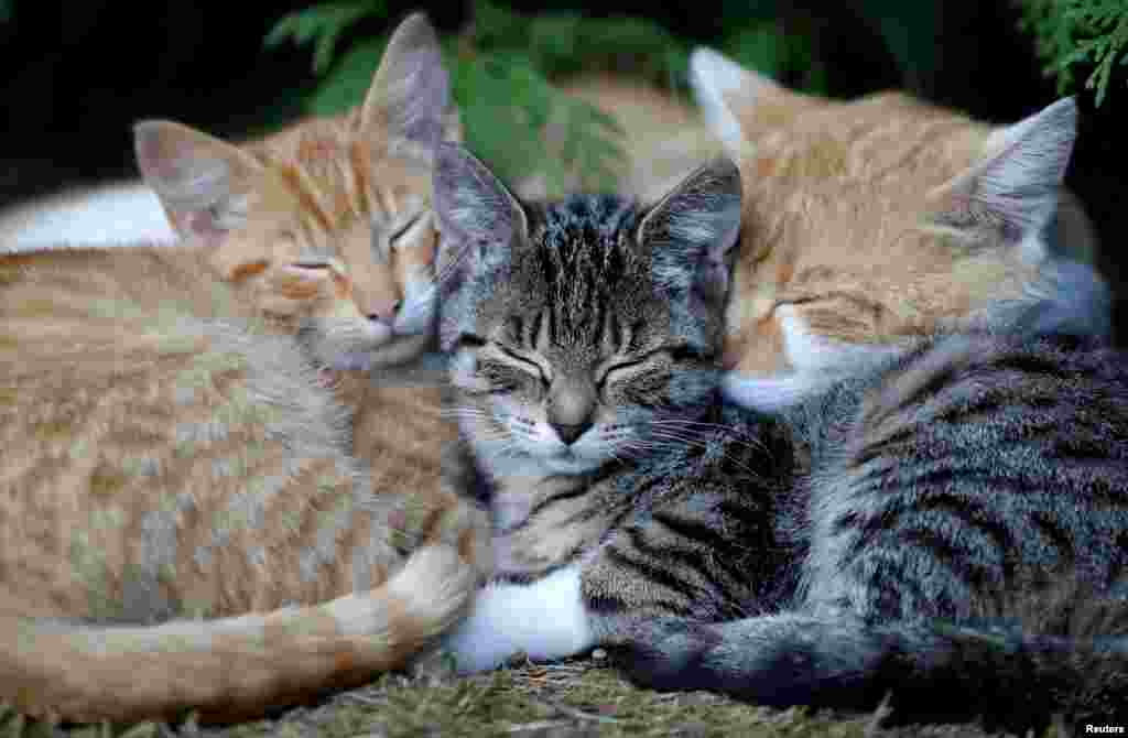 Cats sleep in the village of Krompach near the town of Cvikov, Czech Republic.