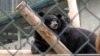 Steps in Vietnam Toward Ending Illegal Bear Bile Trade