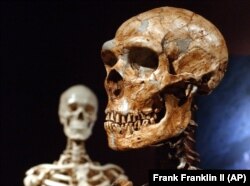FILE - A reconstructed Neanderthal skeleton, right, and a modern human version of a skelaton, left, are on display at the Museum of Natural History Wednesday, Jan. 8, 2003 in New York. (AP Photo/Frank Franklin II)