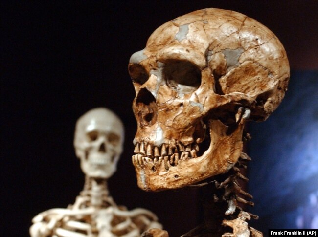 FILE - A reconstructed Neanderthal skeleton, right, and a modern human version of a skelaton, left, are on display at the Museum of Natural History Wednesday, Jan. 8, 2003 in New York. (AP Photo/Frank Franklin II)