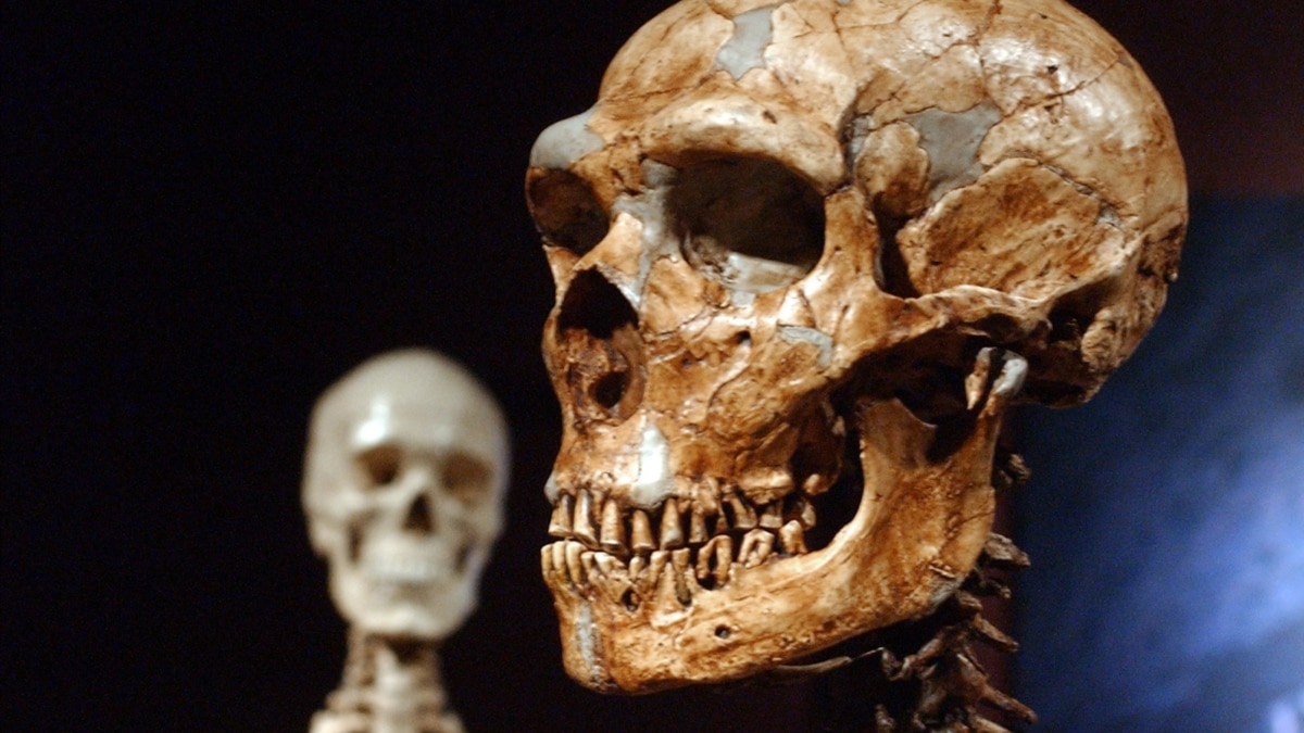 Study: Just 7 Percent of Our DNA Is Special to Modern Humans - Vimarsana News