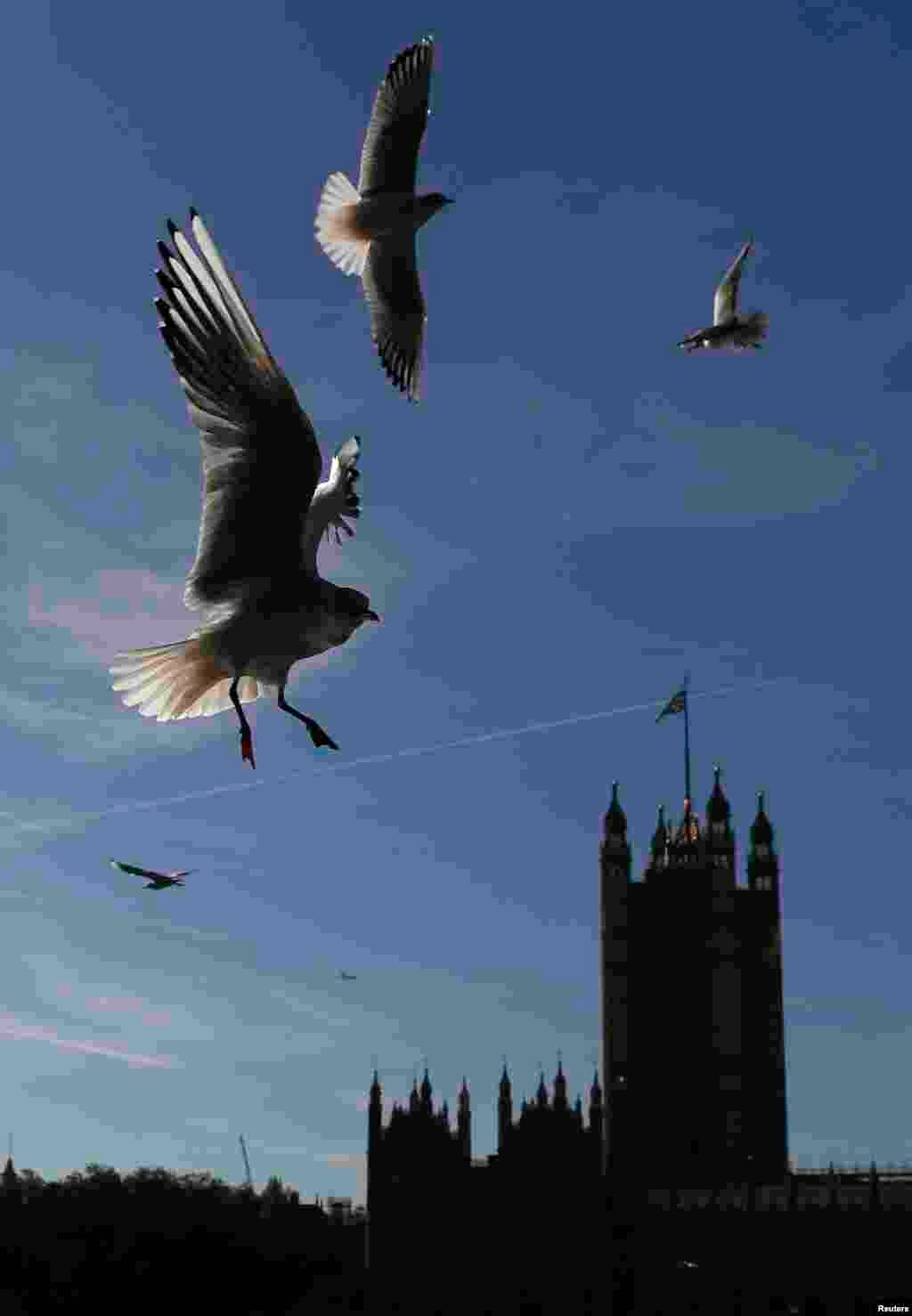 پرواز مرغ دریایی از جلوی کاخ وست&zwnj;مینستر در لندن انگلیس. &nbsp;