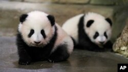 Nan foto sa a ke Zooparc de Beauval pibliye, ti lous panda marasa Yuandudu ak Huanlili pran premye pa yo an piblik, 11 Dec. 2021.