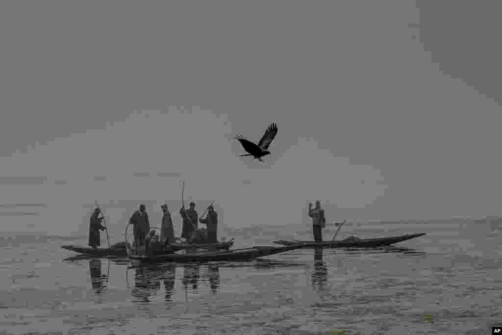 Seekor elang terbang di atas para pekerja yang membersihkan gulma di Danau Dal pada hari yang dingin dan berkabut di Srinagar, Kashmir-India.