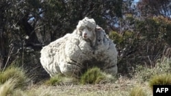 An undated handout photo obtained on September 2, 2015 from the RSPCA shows a giant woolly sheep on the outskirts of Canberra as Australian animal welfare officers put out an urgent appeal for shearers after finding the sheep with wool so overgrown its li