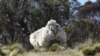 Lost Australian Sheep Yields 30 Sweaters Worth of Fleece
