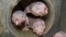 Four naked mole-rats are seen in a University of Illinois at Chicago laboratory in an undated photo released April 20, 2017. (Courtesy of Thomas Park/UIC)