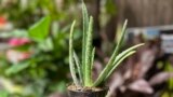 This Sept. 18, 2023, image provided by Jessica Damiano shows a low-maintenance Aloe vera plant in Syosset, NY. (Jessica Damiano via AP)
