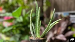 This Sept. 18, 2023, image provided by Jessica Damiano shows a low-maintenance Aloe vera plant in Syosset, NY. (Jessica Damiano via AP)