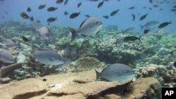 Healthy, well-managed coral reefs in Northwestern Hawaiian Islands. Overfishing threatens the Hawaiian reefs as well as more than half of the reefs around the world. 