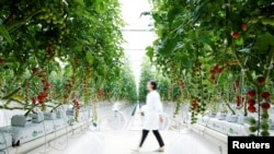 Seorang petugas berjalan di antara tanaman tomat di Hengda greenhouse in Shanghai, China May 25, 2021. Picture taken May 25, 2021. REUTERS/Aly Song