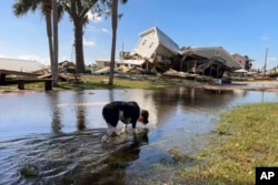 A dog wades through floodwaters near collapsed homes in Dekle Beach on the coast of rural Taylor County, Florida, Sept. 27, 2024.