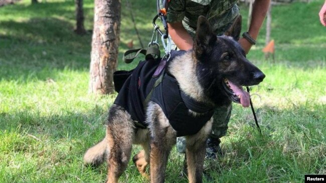 Meksika kurtarma ekibinde yer alan ve Adıyaman'da yaşamını yitiren hassas burunlu uzman köpek Proteo