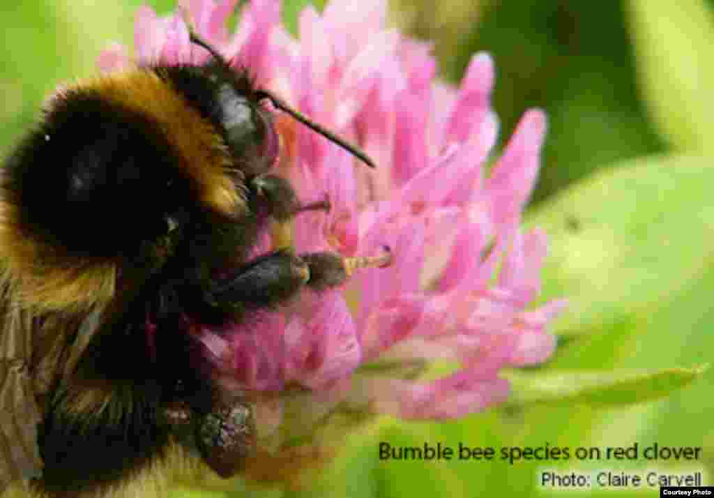 Lebah bumble bee menurun jumlahnya di dunia akibat penggunaan pestisida tanaman, penyakit dan gangguan manusia pada habitat mereka. (Foto: Claire Carvell)