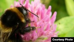 Pollinators Being Threatened