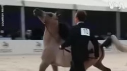 ԱՌԱՆՑ ՄԵԿՆԱԲԱՆՈՒԹՅԱՆ. Արաբական ձիերի գեղեցկության մրցույթում հաղթող է ճանաչվում Սաուդյան Արաբիան