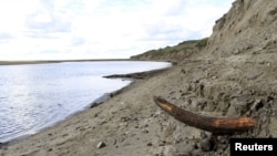 A mammoth tusk is pictured by a river on the Taimyr Peninsula in Siberia in this image released to Reuters, April 22, 2015. (Handout / Love Dalen)