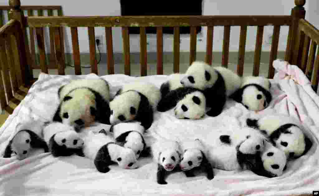 14 bayi Panda berjejer dalam satu tempat tidur di pusat penangkaran dan penelitian Panda di kota Chengdu, di provinsi Sichuan, China barat daya.