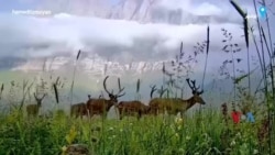 ویدئویی از تجمع گوزن‌های قرمز هیرکانی(مرال) برای گاوبانگی و بقای نسل