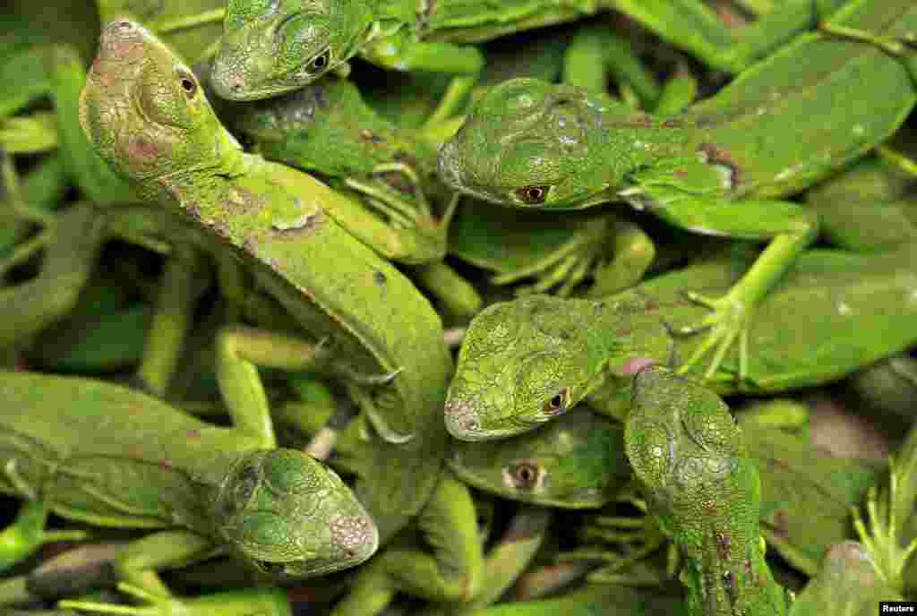 Rescued baby iguanas are seen in a cardboard box in an office of the Ministry of Environment in San Jose, May 25, 2015. Officers from the national police force of Costa Rica rescued 81 iguanas that had been confined to a box at a hotel in San Jose.