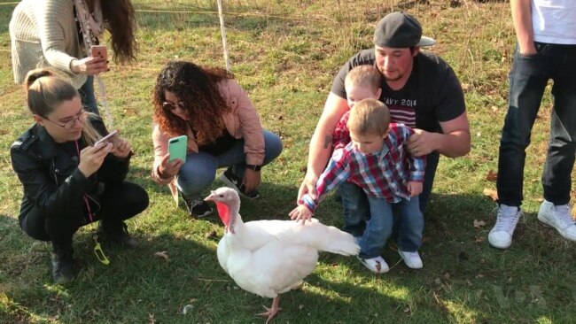 Turkeys Guests of Honor at Unusual Thanksgiving Celebration