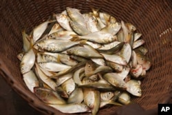 Bonga fish, commonly found in West Africa and an important source of protein for artisanal fishing communities, are held in a basket in Limbe, Cameroon, on April 12, 2022. (AP Photo/Grace Ekpu)