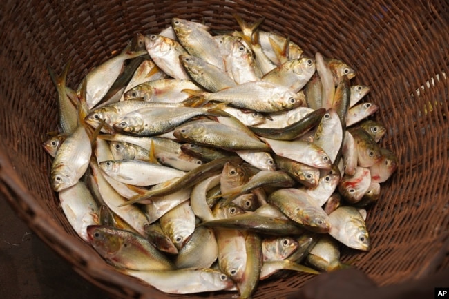 Bonga fish, commonly found in West Africa and an important source of protein for artisanal fishing communities, are held in a basket in Limbe, Cameroon, on April 12, 2022. (AP Photo/Grace Ekpu)