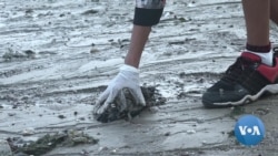 Community Efforts Help Reclaim In Mumbai Beaches