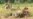 Cameroon Military Frees Hostages, Kills Captors