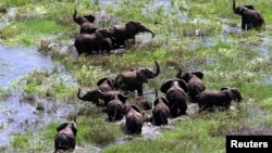 Elephants wade in the floodwaters of the central districts of Chipanga, Mozambique, February 2001.