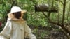 Kenyans combat the threat of logging with hidden beehives