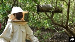 Peter Nyongesa, 69, walks through the mangroves to monitor his beehives in Mombasa county, Kenya May 30, 2024. Nyongesa recalled has turned to deterring loggers with bees, hidden in the mangroves and ready to sting.