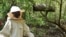 Peter Nyongesa, 69, walks through the mangroves to monitor his beehives in Mombasa county, Kenya May 30, 2024. Nyongesa recalled has turned to deterring loggers with bees, hidden in the mangroves and ready to sting.