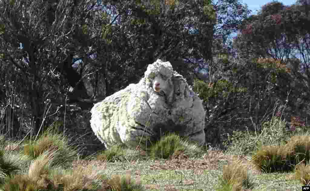 An undated handout photo from the RSPCA shows a giant woolly sheep on the outskirts of Canberra as Australian animal welfare officers put out an urgent appeal for shearers after finding the sheep with wool so overgrown its life was in danger.