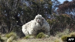 An undated handout photo obtained on September 2, 2015 from the RSPCA shows a giant woolly sheep on the outskirts of Canberra as Australian animal welfare officers put out an urgent appeal for shearers after finding the sheep. 